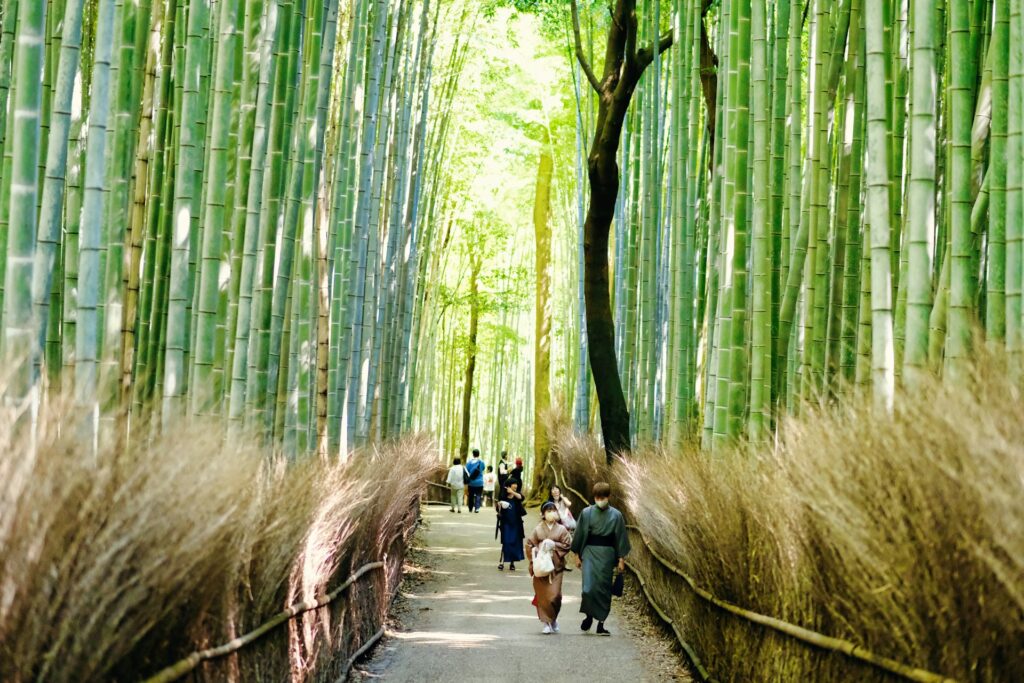 The famous Arashiyama Bamboo Grove Kyoto Japan
