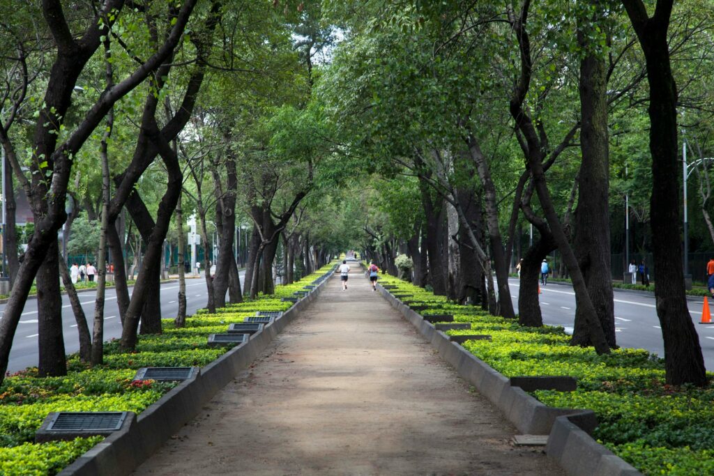 Tree-lined Paseo de la Reforma Mexico City Mexico